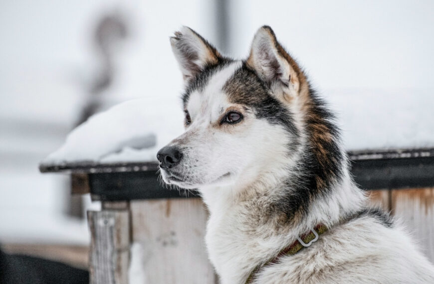alaskan husky in the snow