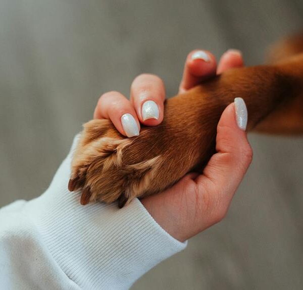 effective dog training techniques
