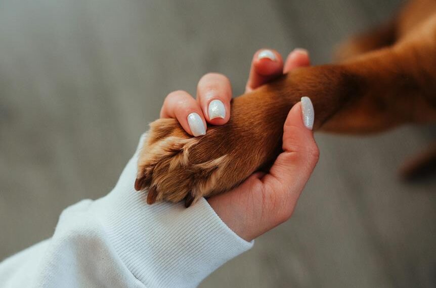 effective dog training techniques