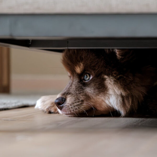 Identifying Abused Dog Behaviors: A Guide for Pet Owners