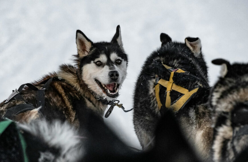 featured image - alaskan dog breeds