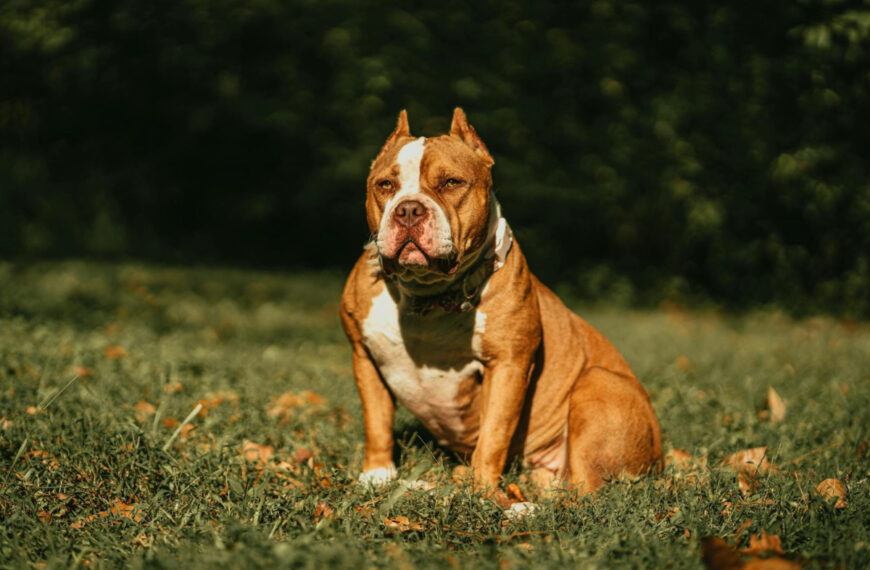 featured image - american bully