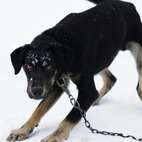 featured image - dog fear aggression