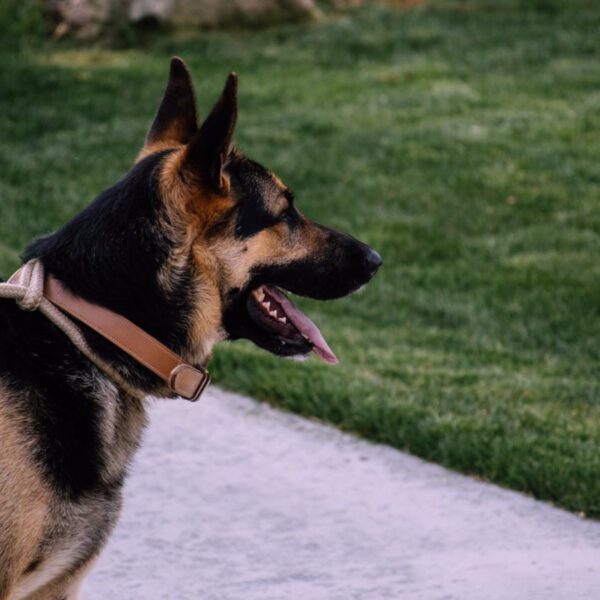 featured image - most aggressive dog breeds