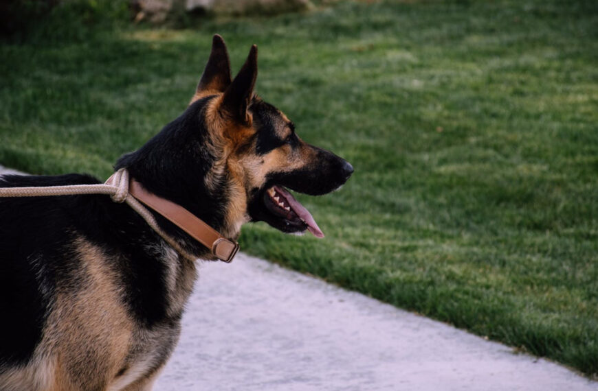 featured image - most aggressive dog breeds