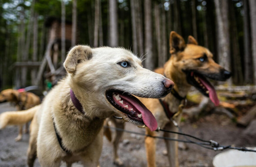 featured image - restricted dog breeds