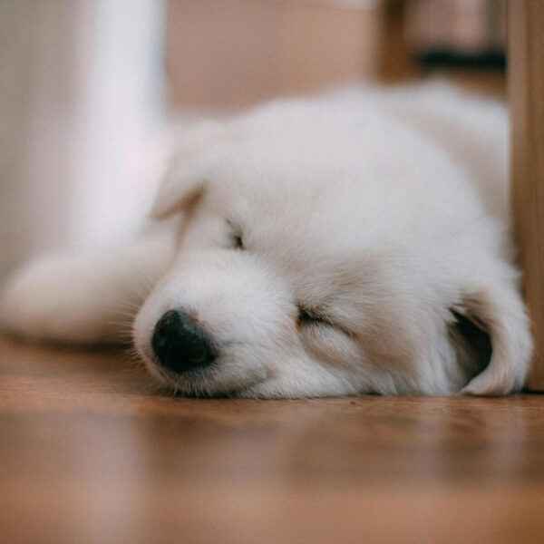 Anti Diarrhea for Dogs: How to Select the Right Treatment