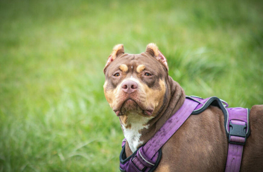 featured image - are pitbulls good family dogs
