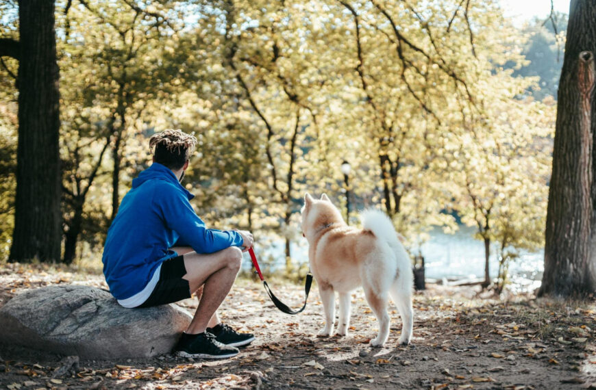 featured image - big fluffy dogs