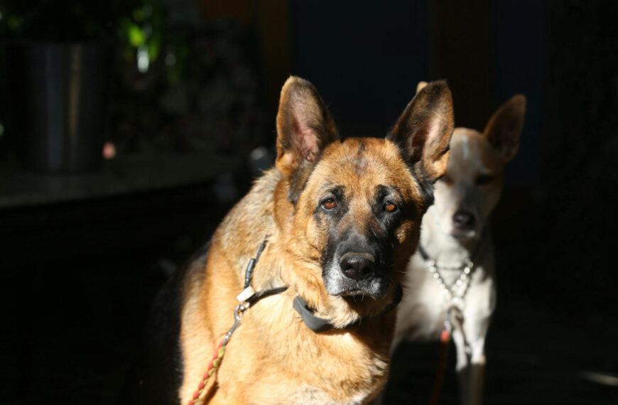 featured image - biggest guard dog
