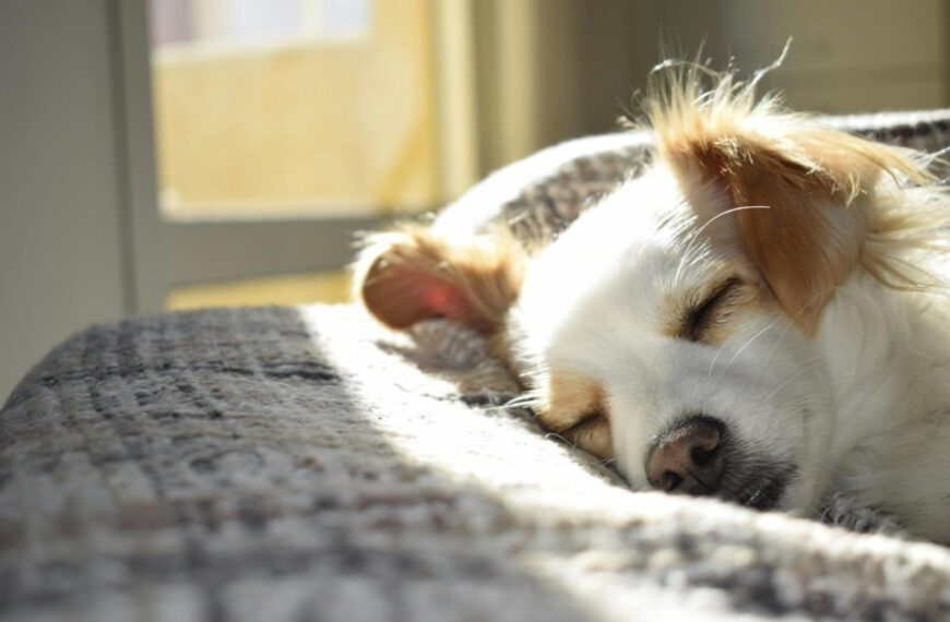 Bilious Vomiting Syndrome in Dogs: Understanding Diagnosis and Treatment