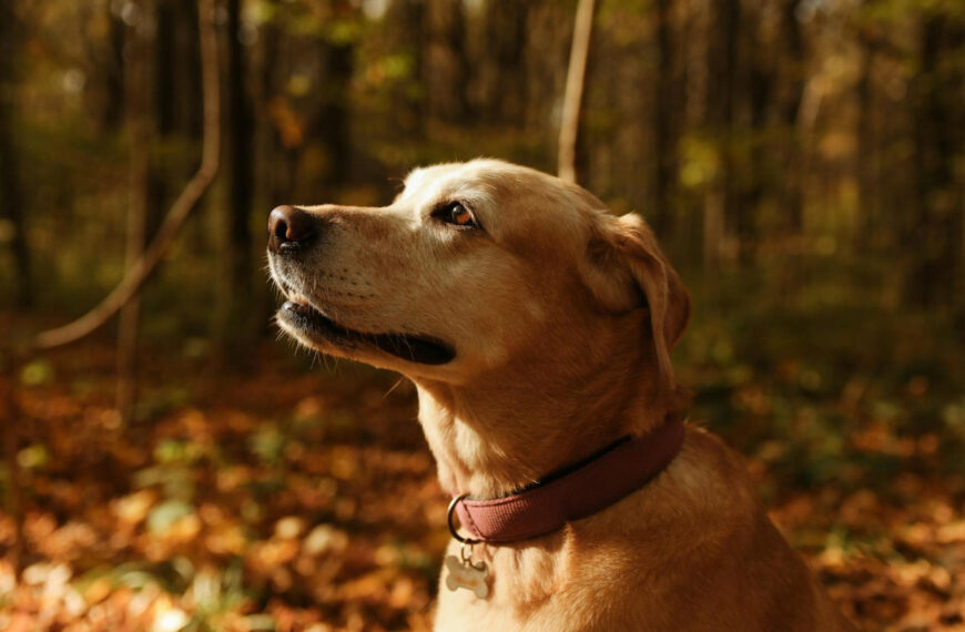 featured image - bird dog breeds