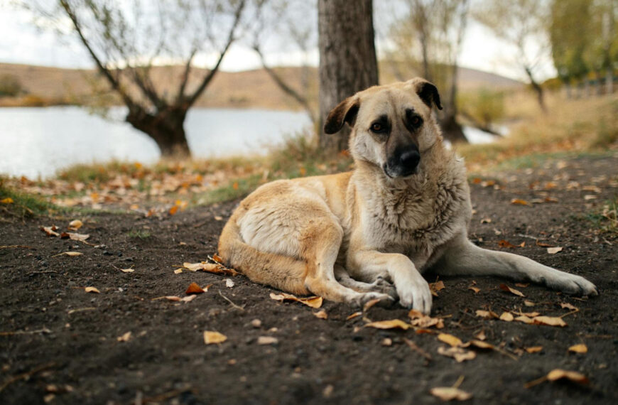 featured image - kangal dog breed